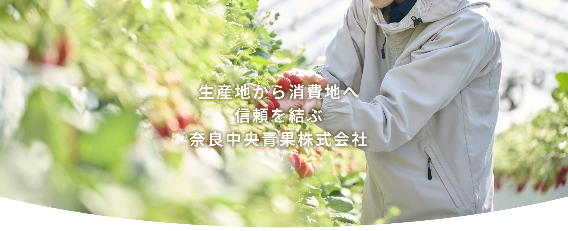 生産地から消費地へ　信頼を結ぶ　奈良中央青果株式会社