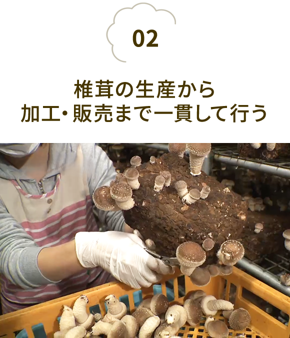 椎茸の生産から加工・販売まで一貫して行う