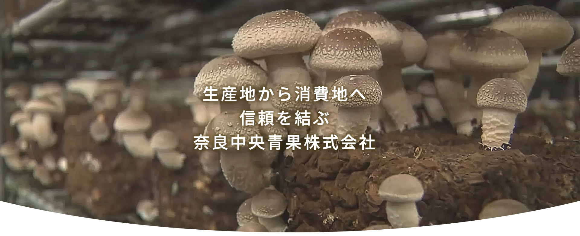 生産地から消費地へ　信頼を結ぶ　奈良中央青果株式会社